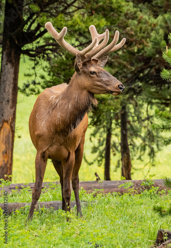 Profile of Elk Face with Soft Antlers