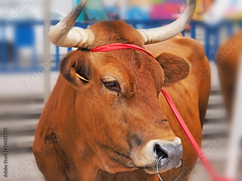 big brown bull with ring in the nose photo