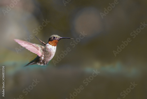 Ruby Throat hummingbird in flight