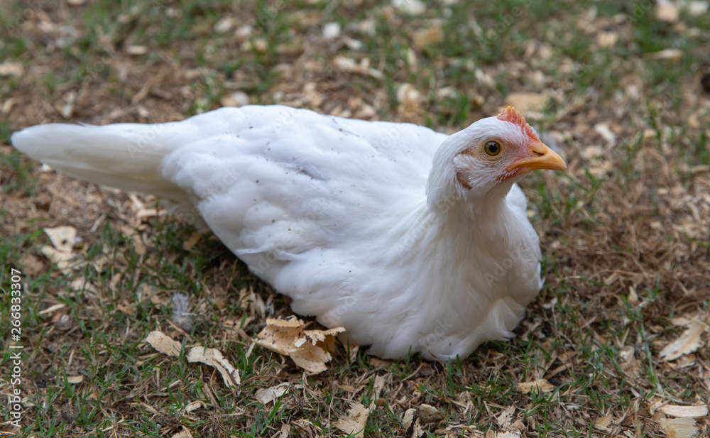 Fototapeta premium Young white pet chicken sitting on ground