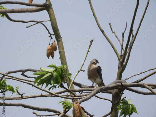 Cooper's Hawk on silk cotton tree photo