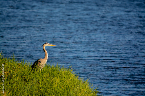 Great Blue Heron looking over Okeechobee Lake in Okeechobee County, Okeechobee, Florida USA 