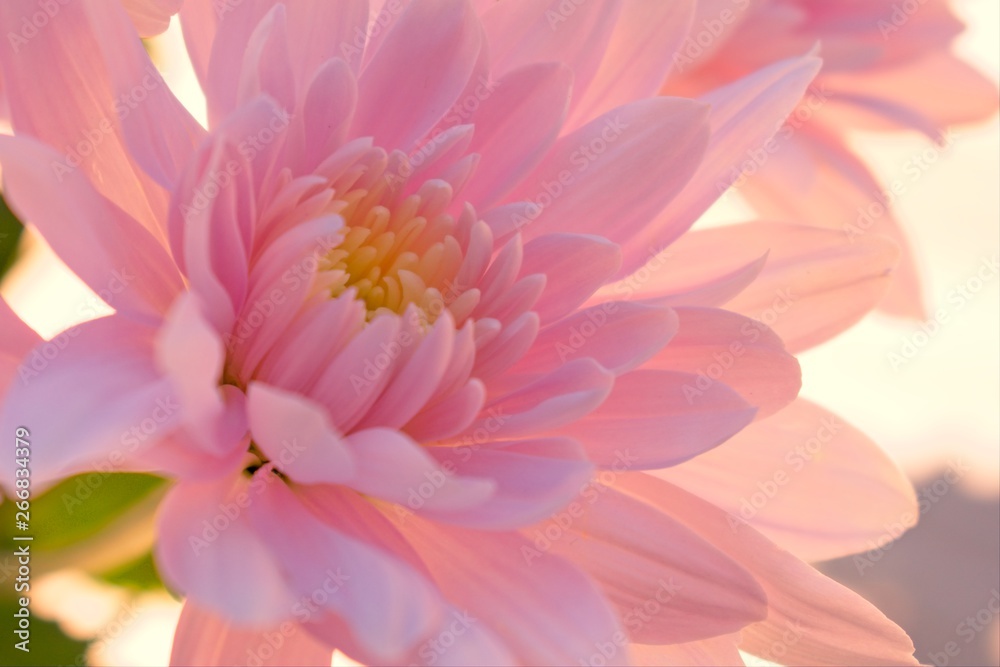 Obraz premium Closeup of a single pink flowering chrysanthemums, soft flower background 