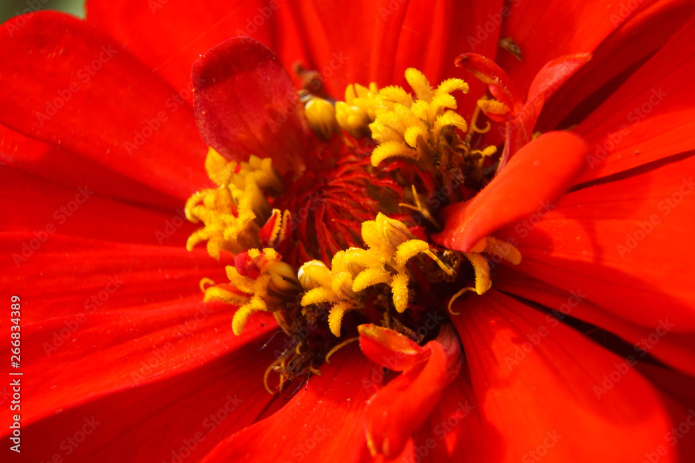 Flower head of a red common zinnia elegans Flower head of a red common zinnia elegans