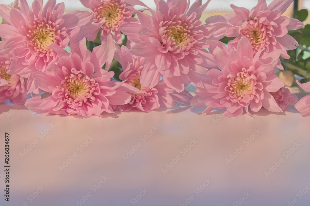 Beautiful pink chrysanthemums with copy space Beautiful pink chrysanthemums with copy space