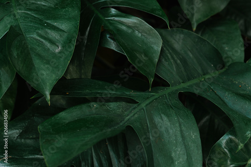 Tropical green leaves background