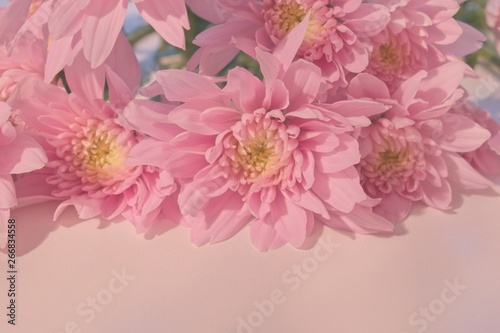 Pink flowering chrysanthemums with copy space