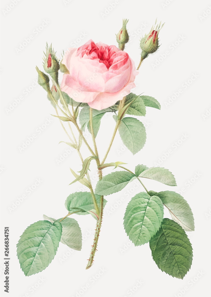 Vintage rosebush drawing