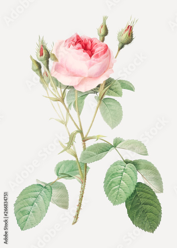 Vintage rosebush drawing