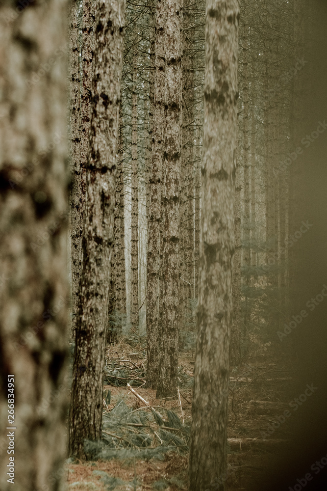 Fototapeta premium Forest