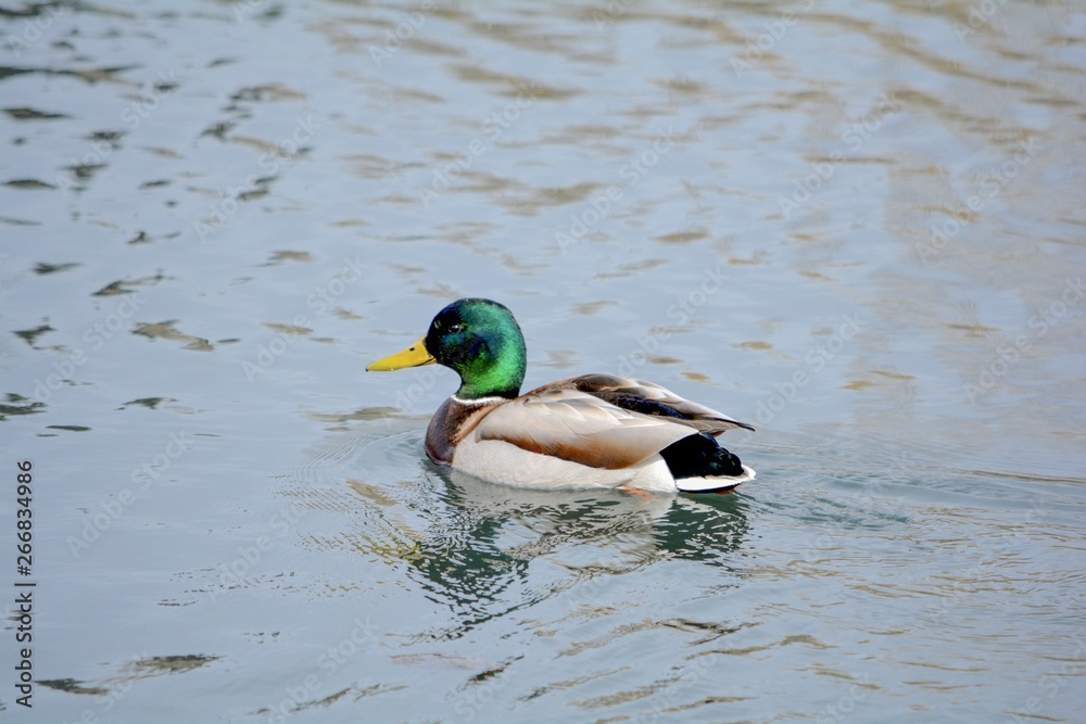 duck in water duck in water