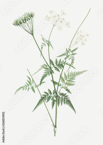 Photography Turnip-rooted chervil