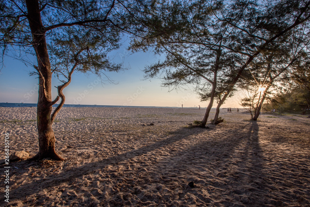 Panorama of the beach background, trees (pine trees), white sand, natural beauty, tourists walking in the evening Panorama of the beach background, trees (pine trees), white sand, natural beauty, tourists walking in the evening
