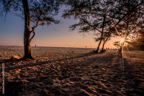 Panorama of the beach background, trees (pine trees), white sand, natural beauty, tourists walking in the evening