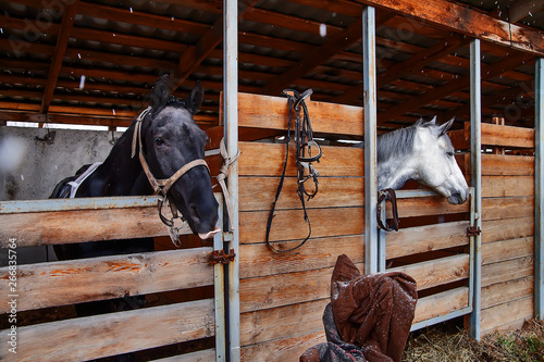 view summer stables horses are in wooden stalls in the foreground a stack of fresh dry hay. cloudy weather snowfall © Lyubov Furs