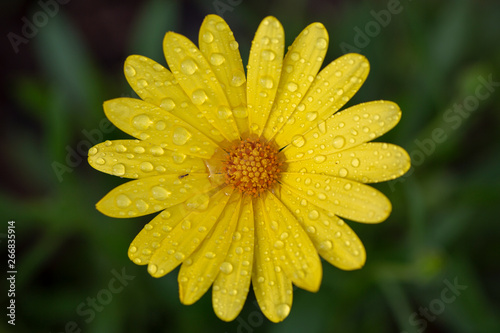 yellow daisy flower with water drops of morning dew