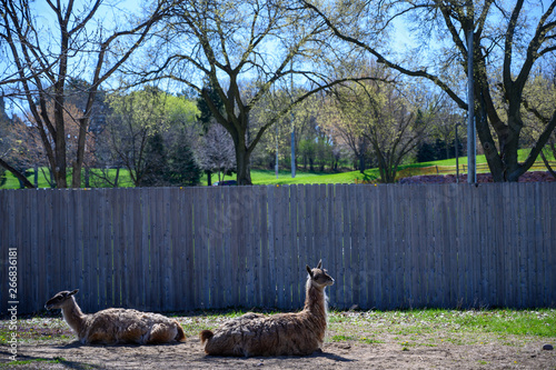 Guanaco sitting on dirt patch in front of wooden fence photo