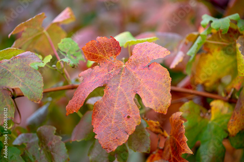 red autumn leaves