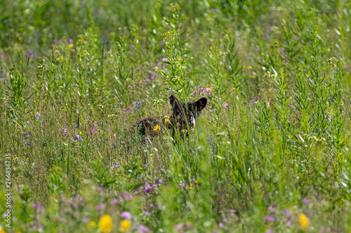 Black bear cub in meadow of flowers