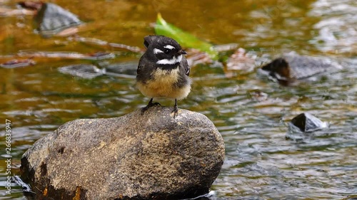 A grey fantail perches on a rock near a creek in Queensland, Australia. photo