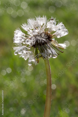 Thirsty bug on a dandelion seed head