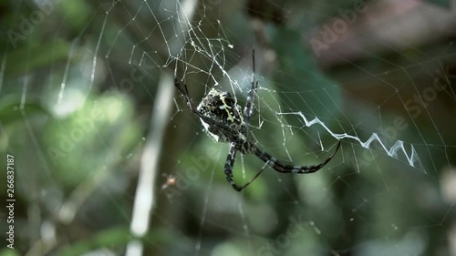 Wallpaper Mural Spider, web, rare spider stock footage Torontodigital.ca