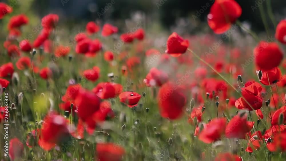 Red flowers in the meadow, blurred background strong wind moves the flowers
1080p 25fps Red flowers in the meadow, blurred background strong wind moves the flowers
1080p 25fps
