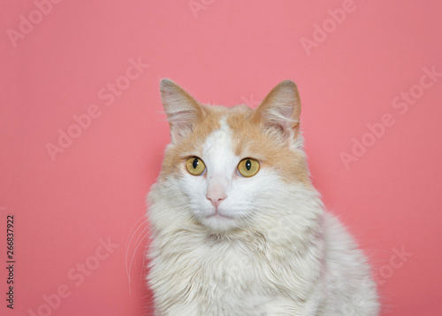 Portrait of a beautiful long haired white and tan cat looking to viewers right with pink background.