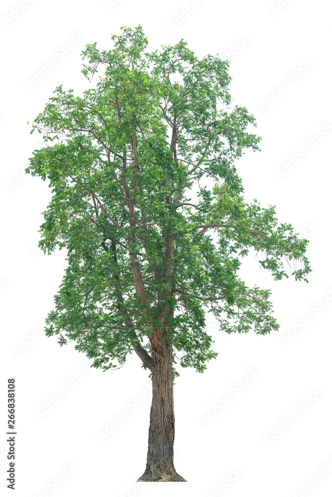 Obraz premium tree isolated on white background