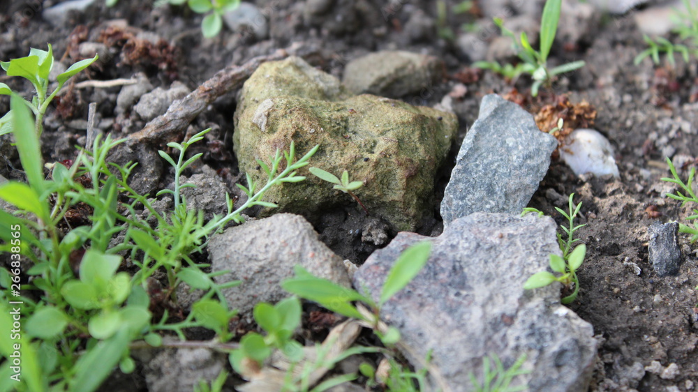 The Stones The Stones
