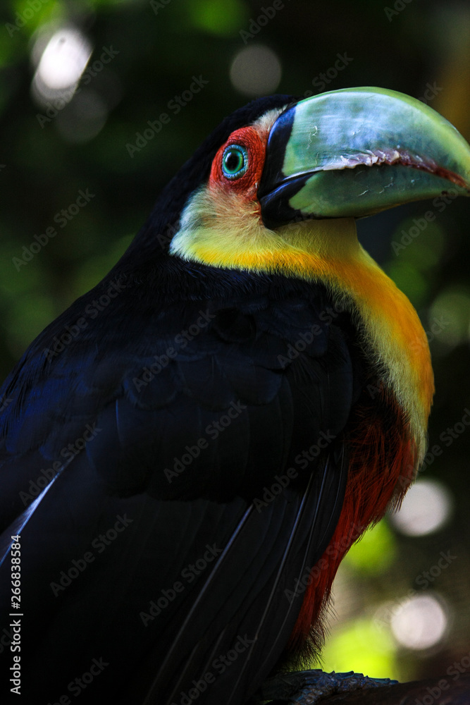 Brazilian Toucan