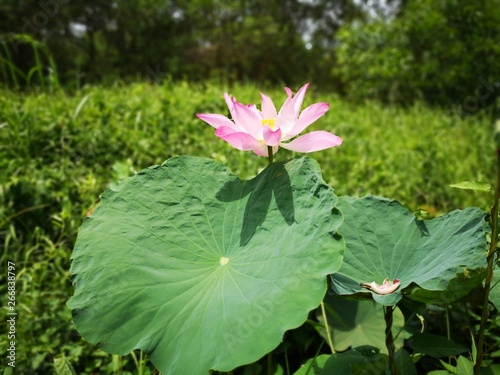 Nymphaeaceae is a family of flowering plants  commonly called water lilies. They live as rhizomatous aquatic herbs in temperate and tropical climates around the world. The family contains five genera 