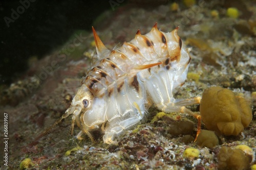 Acanthogammarus (Acanthogammarus lappaceus), Lake Baikal, Siberia, Russia, Europe photo