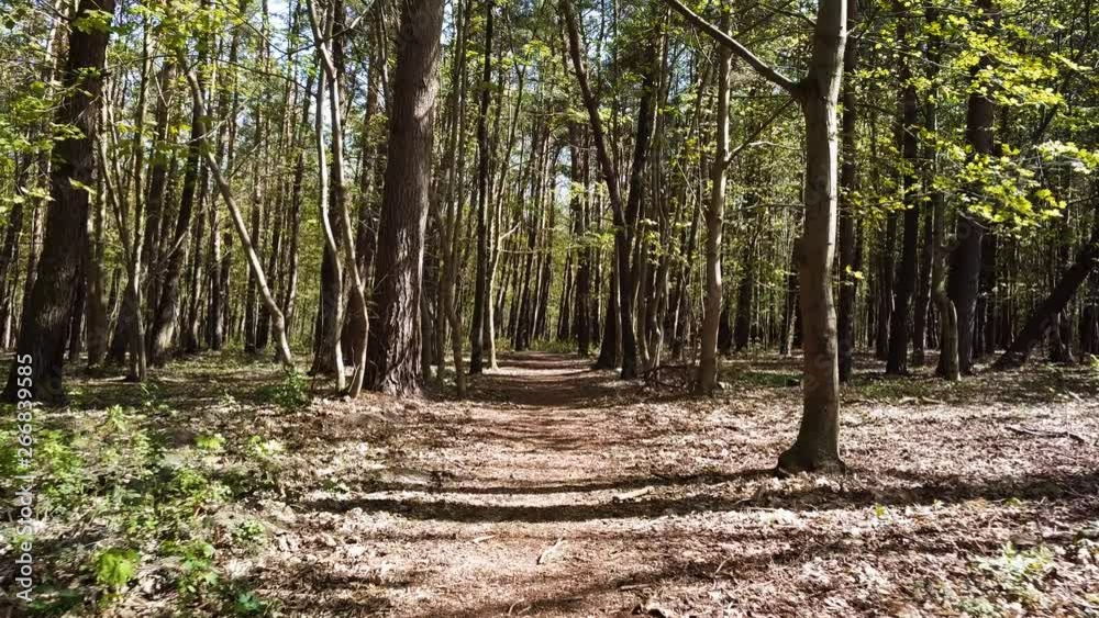 Forest path. Green trees. Flying a drone through a forest. Green forest. Slow, cinemaitic forest shot. Tropical rainforest. Forest path. Green trees. Flying a drone through a forest. Green forest. Slow, cinemaitic forest shot. Tropical rainforest.