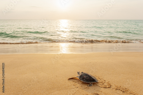 Fototapeta First steps of a Green Sea Turtle on the beach at sunrise.