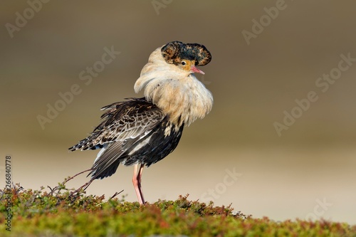 Ruff (Philomachus pugnax), male in nuptial plumage, mating, Varanger Peninsula, Norway, Europe