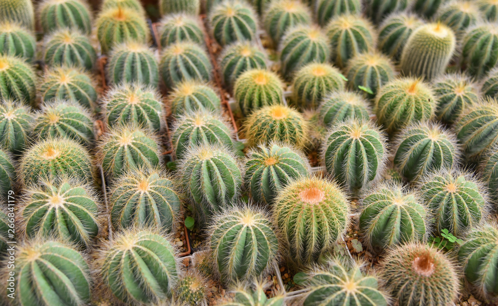 Cactus in pots in the garden nursery cactus farm agriculture greenhouse Cactus in pots in the garden nursery cactus farm agriculture greenhouse