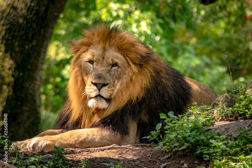 King of the jungle looking over the oride