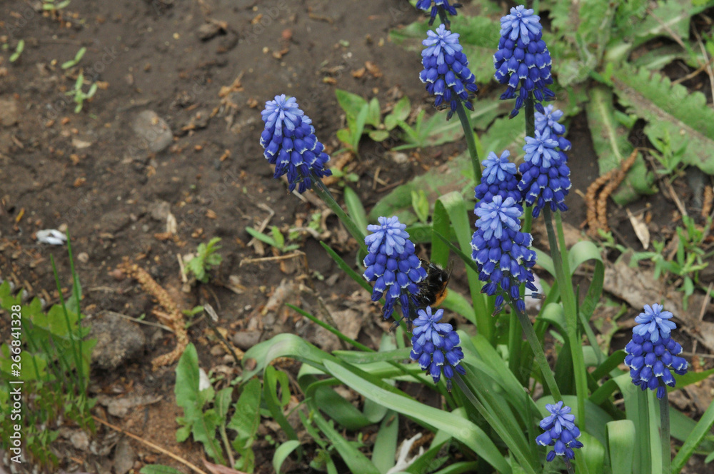 Primula blue Muscari Primula blue Muscari