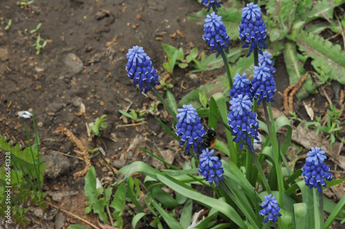 Primula blue Muscari photo