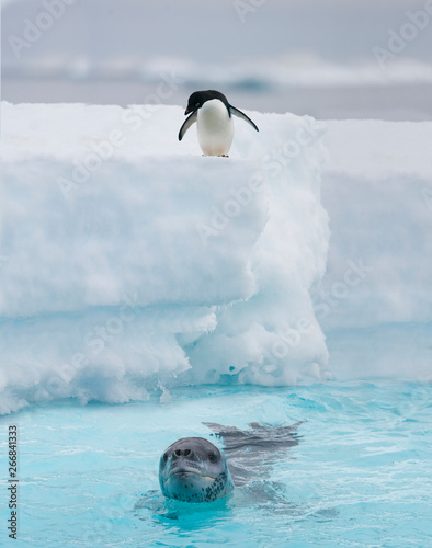 Adelie penguin watches as a leopard seal patrols along an iceberg in Antarctica