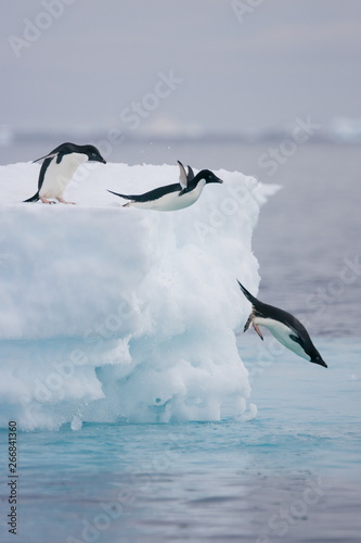 Adelie penguins leap from an Antarctic iceberg