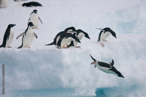 Adelie penguins fly off of an iceberg in Antarctica