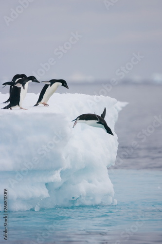 Adelie penguins leaping from an iceberg in Antarctica