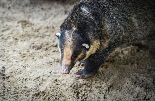 hog badger - Arctonyx collaris Badger Greater hog
