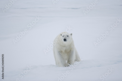 Polar bear walking across ice in the Arctic