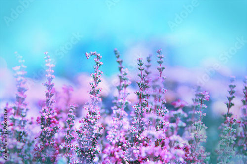 Beautiful blossoming cool purple scotch heather Calluna vulgaris