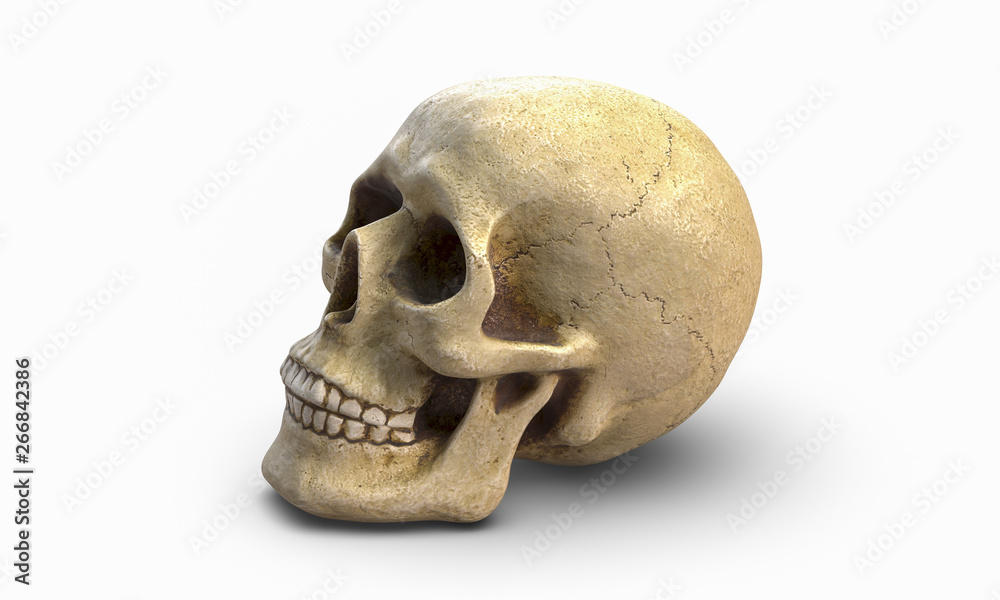 Naklejka premium 3D illustration of Human skull, isolated on white background