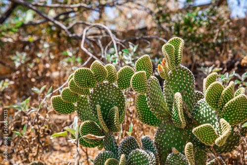 cactus