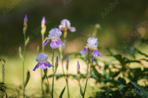 blue irises blossoming in a garden  Giardino dell  Iris